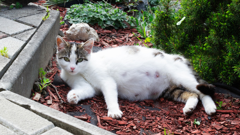 pregnant cat on the ground