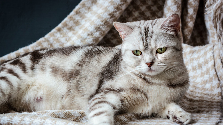 Pregnant grey cat laying on the fabric