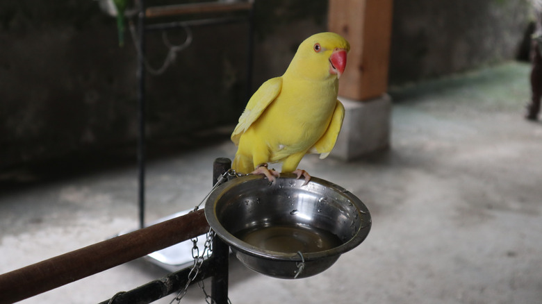 Yellow parakeet perched on an empty metal bowl