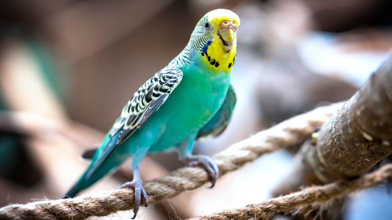 A multicolored budgie sits on a rope.