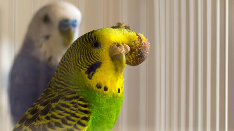 A budgie stands with a tumor on the side of its head.