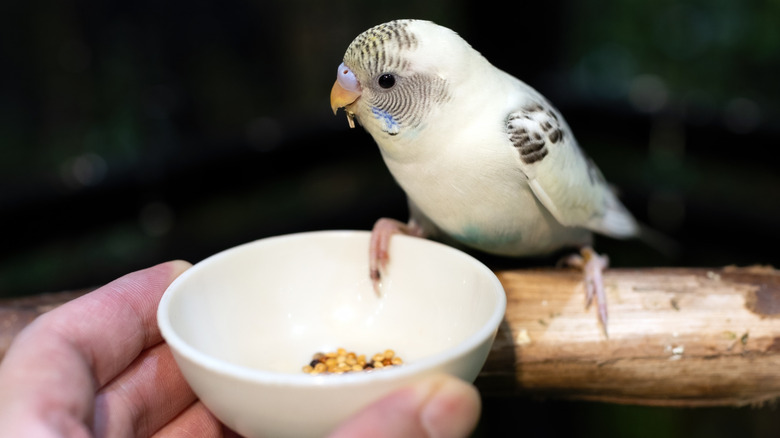 A person holds a small bowl of food up to a budgie perched on a branch.