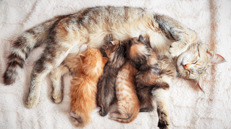 Kittens nursing as mother lays on blanket