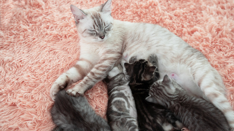 The cat family slept happily on the bed.