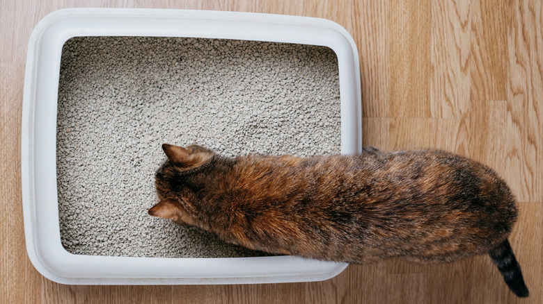 A cat checks out a freshly cleaned litter box