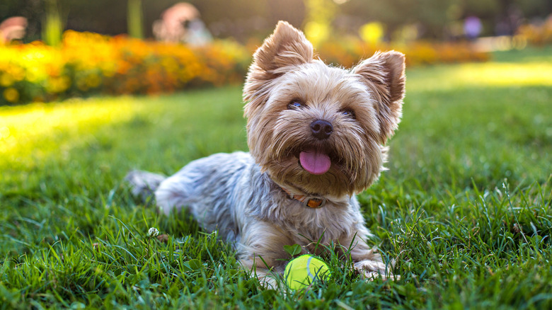 A smiling Yorkie with tongue out plays with a tennis ball on a lawn