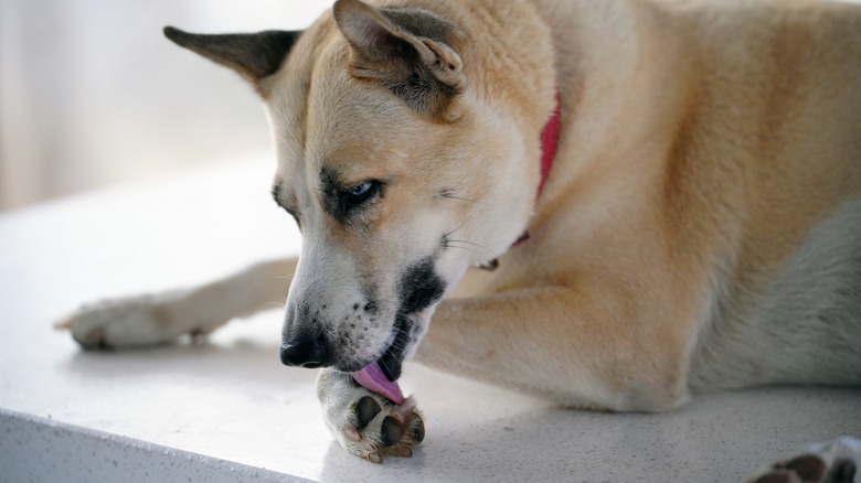 large dog licking its paw