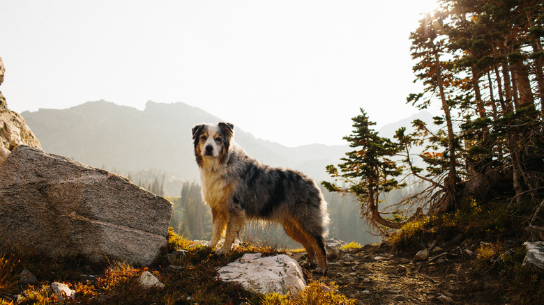 dog standing on a cliffside while hiking