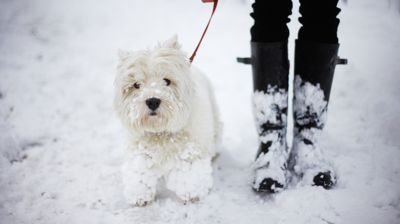 dog walking in the snow