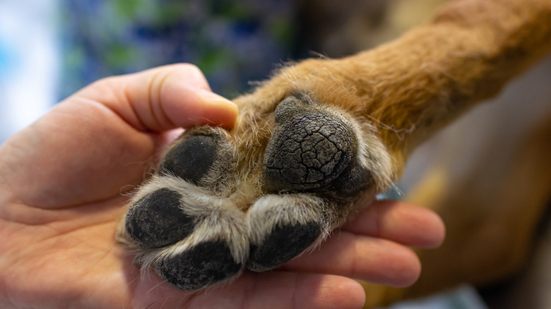 close-up of a dry, cracked paw