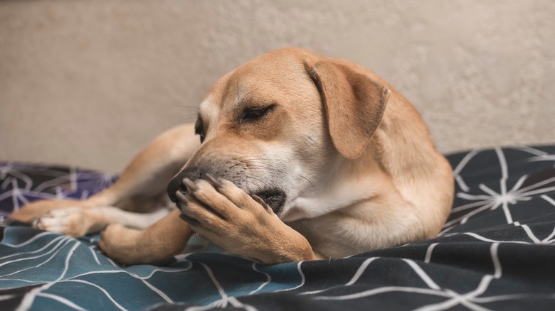 dog licking its paw