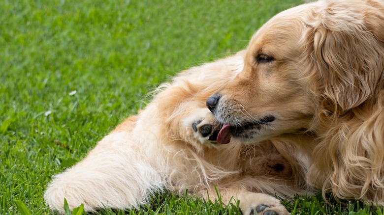 dog licking its back paw