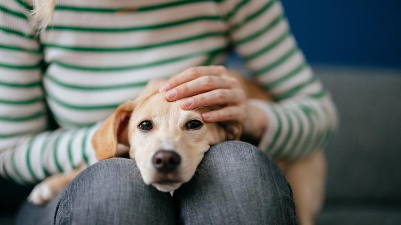 dog on owner's lap