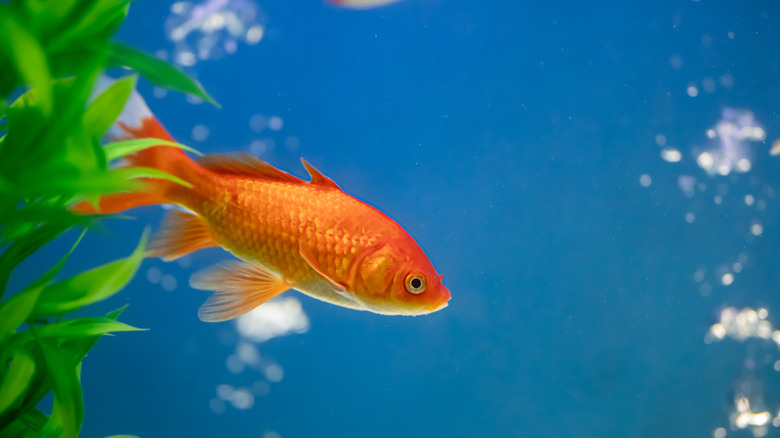 A goldfish in an aquarium