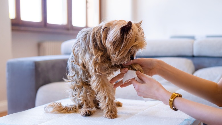 hands using wipe on dog's paw