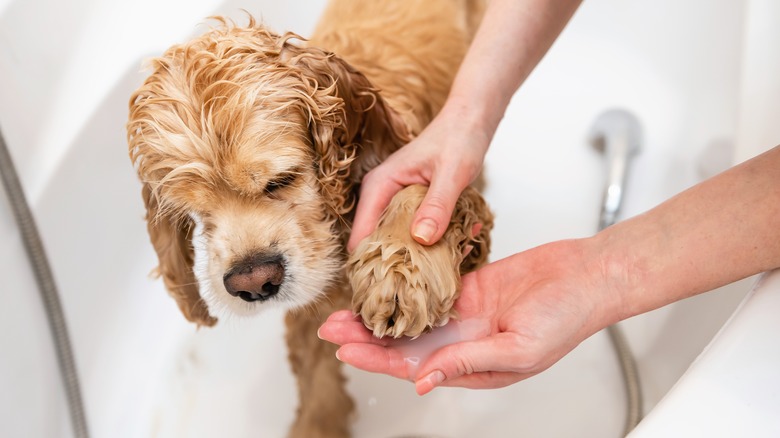 hands washing dog's paw