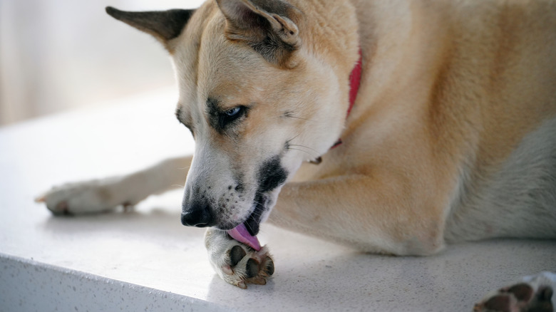 bottom of dog paw