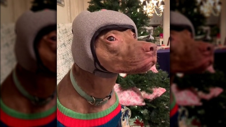 A brown dog shows off their Pawnix headset in gray