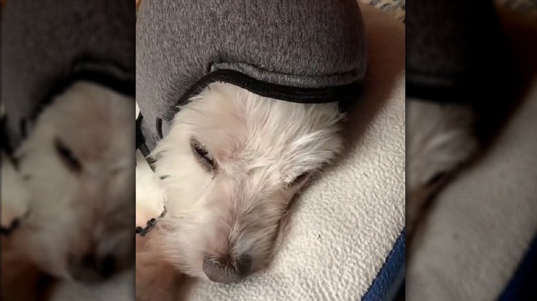 A cute small dog shows off the Pawnix Noise-Cancelling Headphones