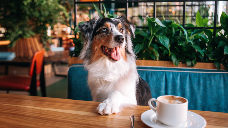 A dog sits at a cafe with their paw on the table in front of a cup of coffee