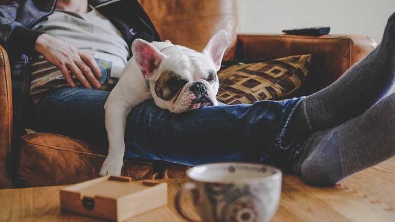 A bulldog rests on their owner's lap in front of a cup of coffee