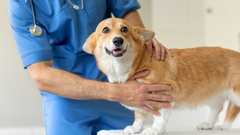 A vet holds a concerned-looking Corgi