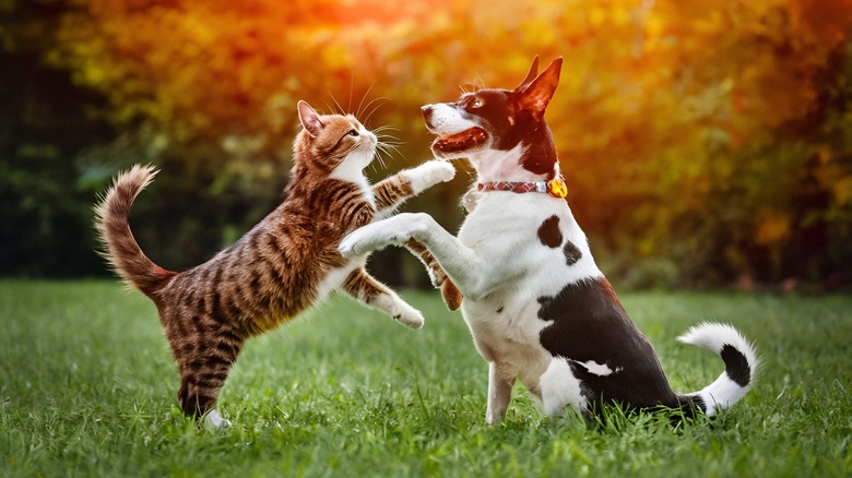 dog and cat playing outside