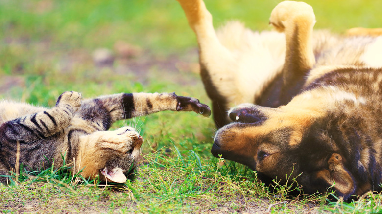 cat and dog playing outdoors