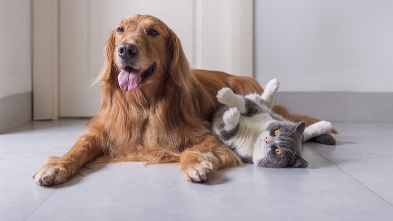 cat and dog cuddling on floor