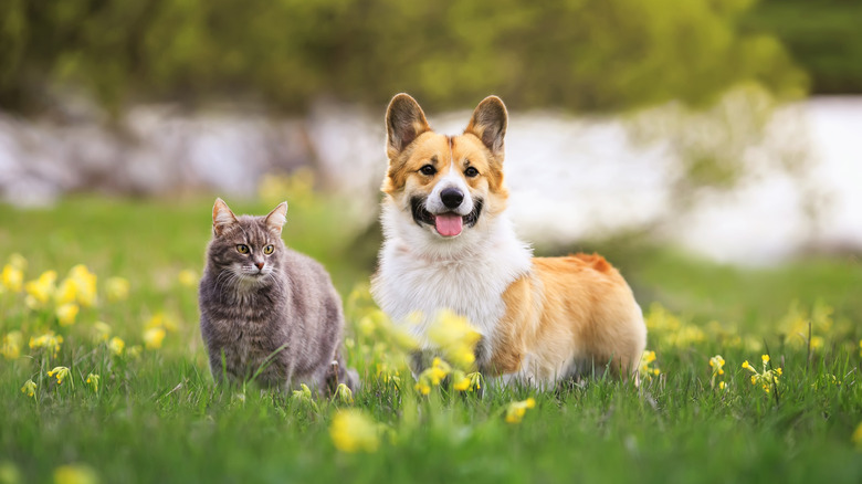 cat and dog in the grass