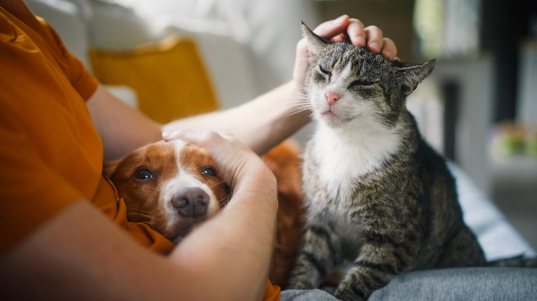 dog and cat happy on person's lap