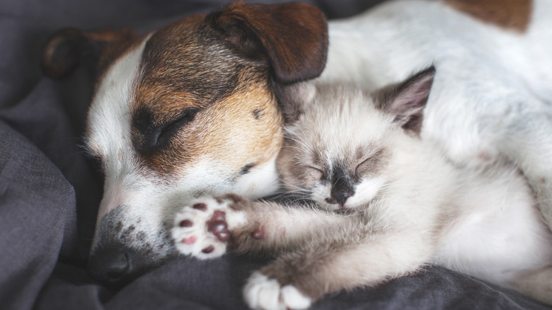 dog and cat sleeping