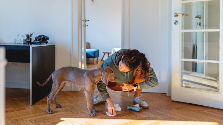 Scolding her puppy for peeing on the parquet floor