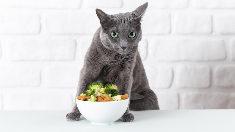 A Russian blue cat sits with a bowl of veggies including broccoli and carrots