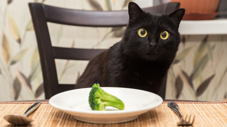 A black Bombay cat sits with a plate of broccoli