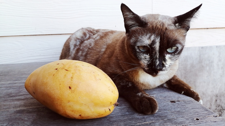 A colorful cat sits beside a mango on a table