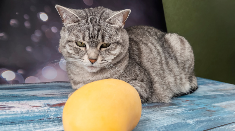 A gray tabby on a table looking at a mango