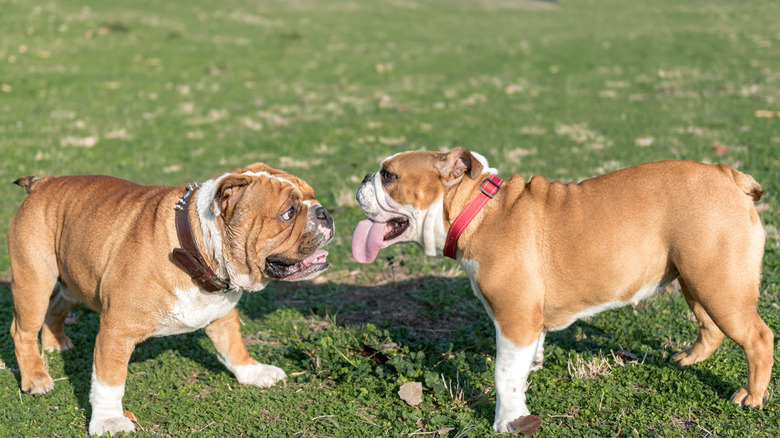 Playful couple of English bulldogs