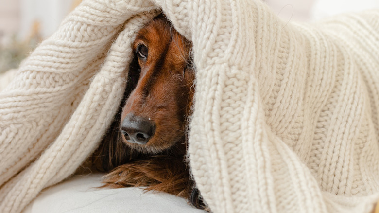 dog wrapped in a white blanket with their face poking out