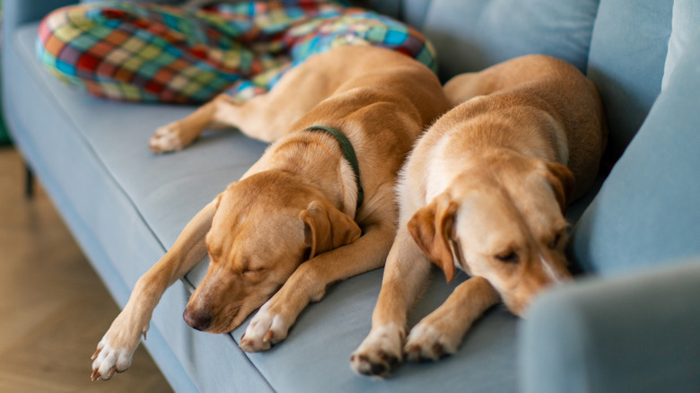 dogs sleeping on the couch together