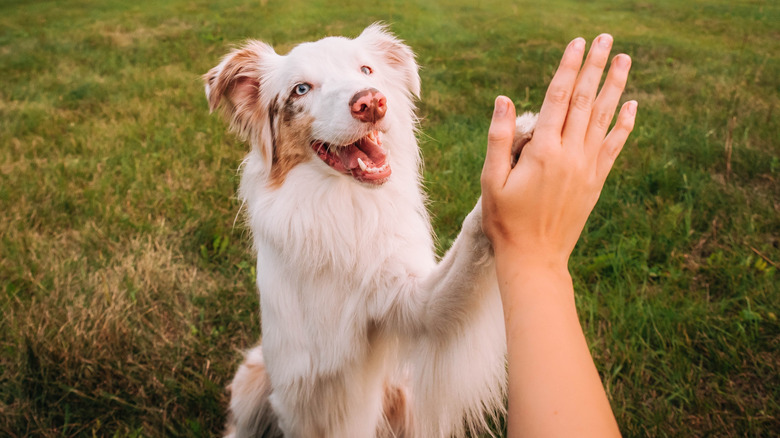 dog giving owner a high-five in a field