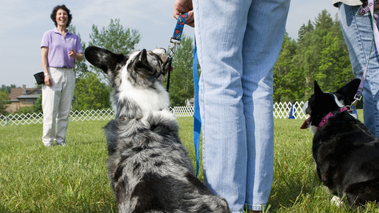 two dogs being trained by a dog trainer