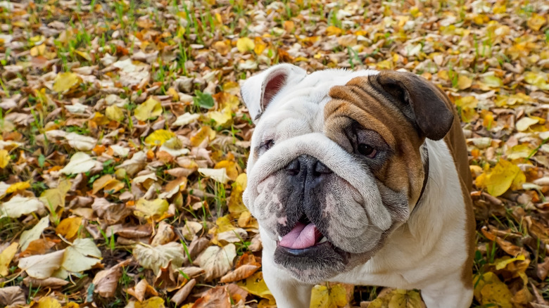 piebald bulldog in autumn leaves