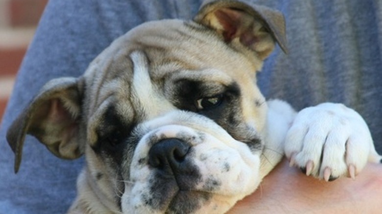 piebald english bulldog