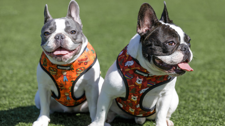 two piebald bulldogs