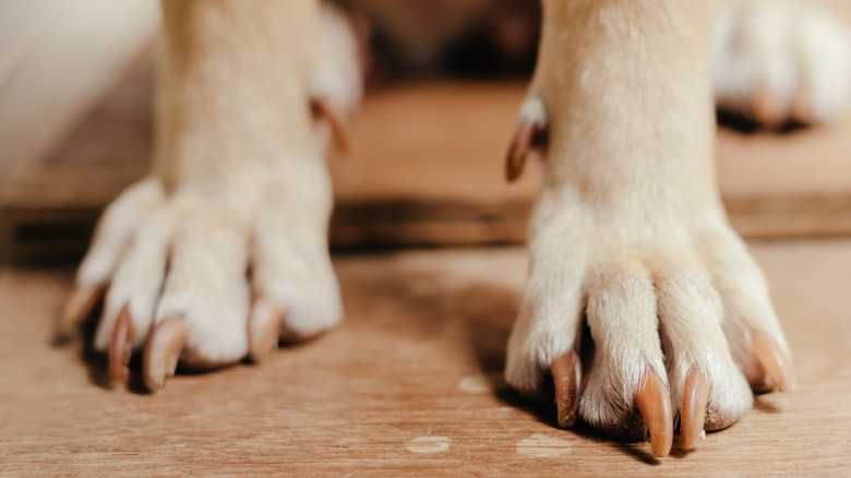 Closeup of a dog's paws and nails