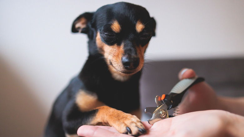 Chihuahua with eyes closed as owner clips their nails