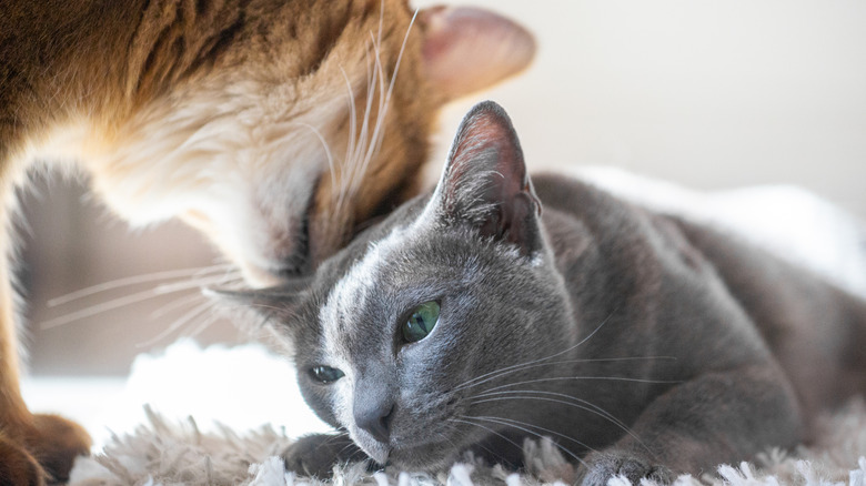 A cat rubbing head on another cat