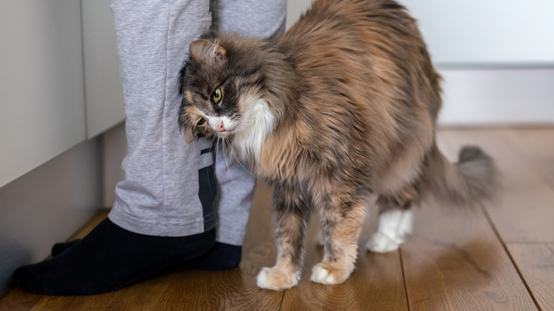 A cat rubs against a person's legs