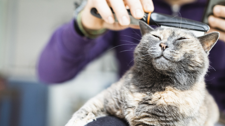 Person flea combing a cat